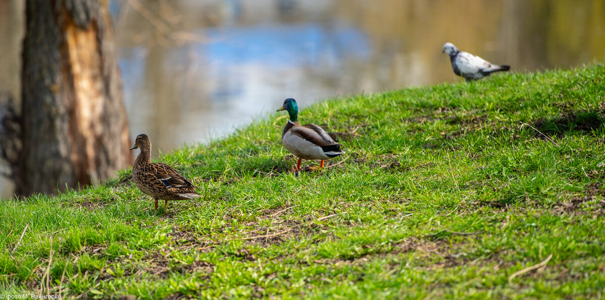 Весенний прифронтовой Белгород. Любовный треугольник. - Михаил Весенний прифронтовой Белгород. Любовный треугольник. - Михаил