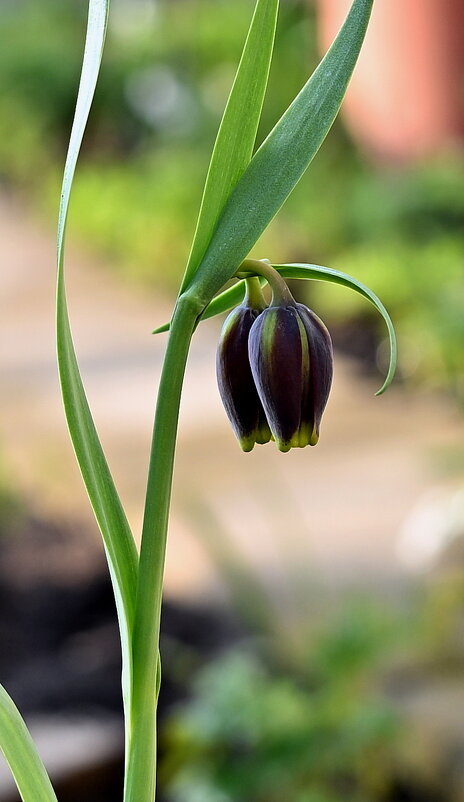 цветок фритиллярии - Aleksandr .