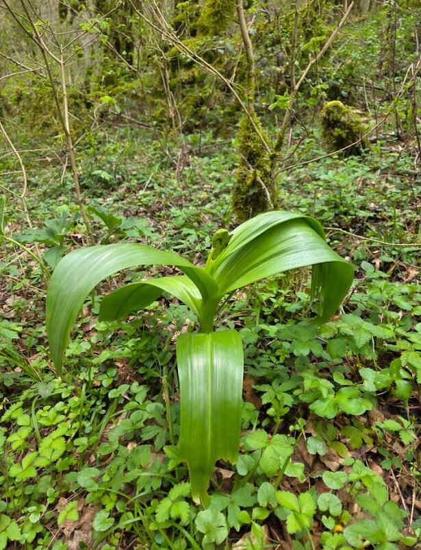 ДИКИЙ ЛУК - Tata Wolf