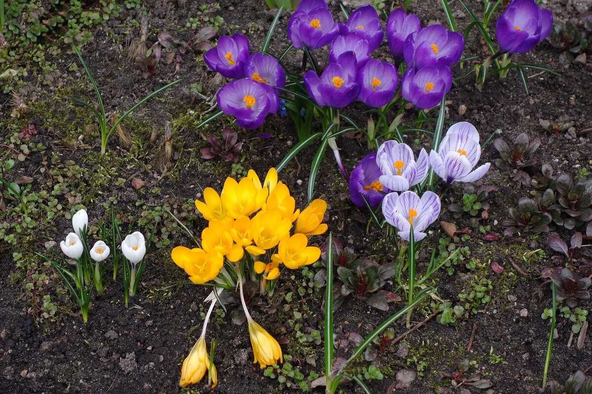 Крокусы - Рита Симонова