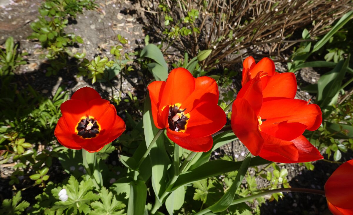 Первые тюльпаны... - Галина 