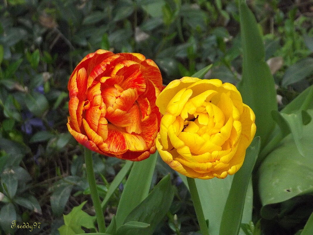 Тюльпаны - Freddy 97 Тюльпаны - Freddy 97