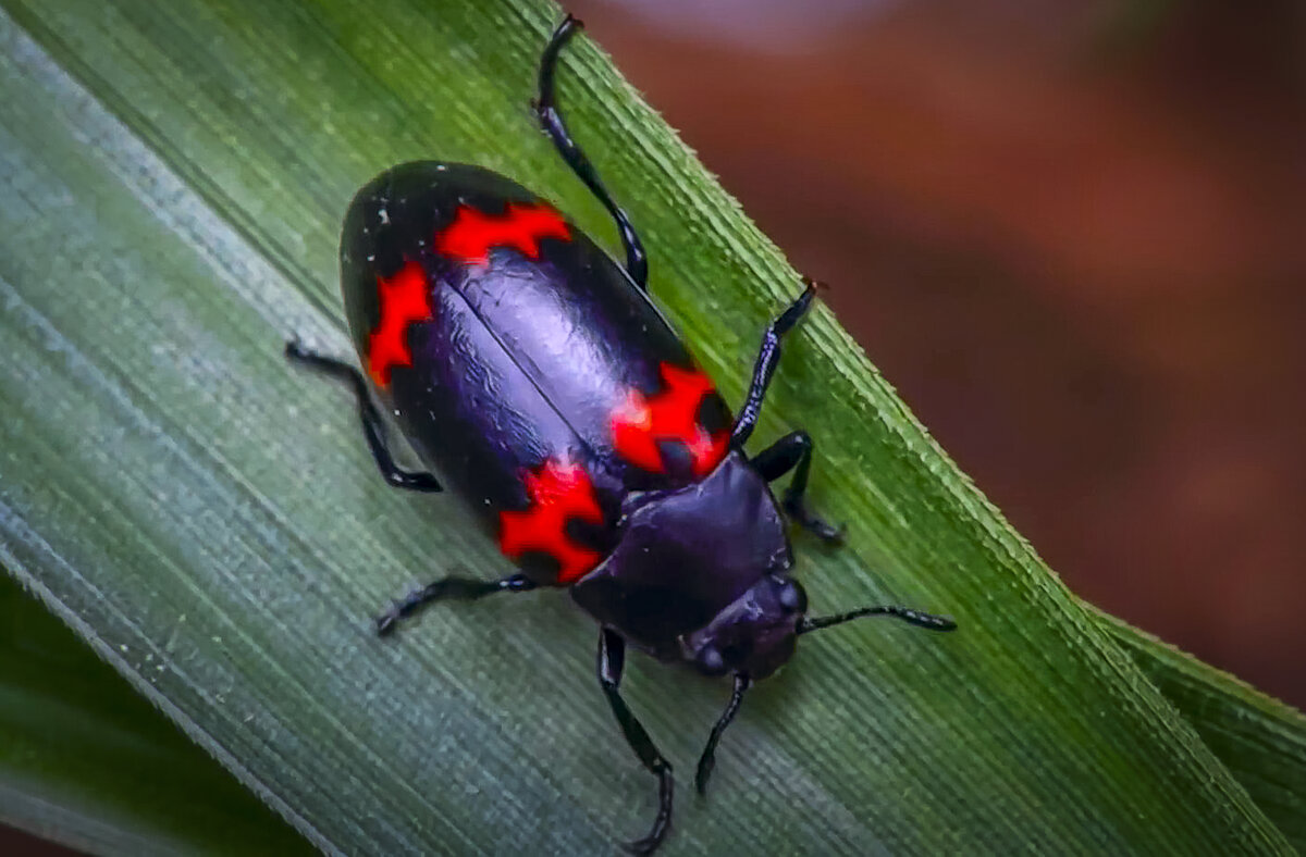 Жук-блестянка - Aleksey Afonin