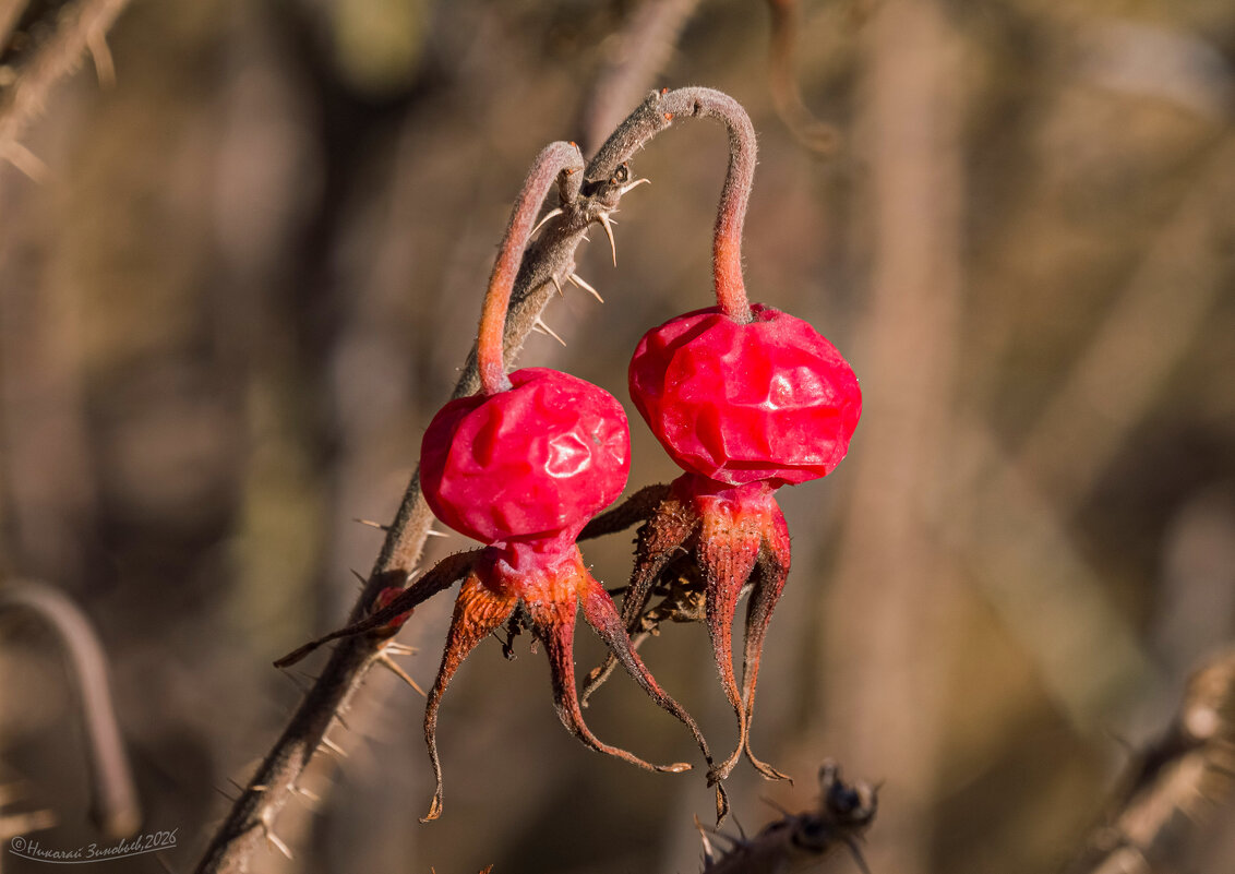 Ягодки шиповника морщинистого после зимы. - Николай Зиновьев Ягодки шиповника морщинистого после зимы. - Николай Зиновьев