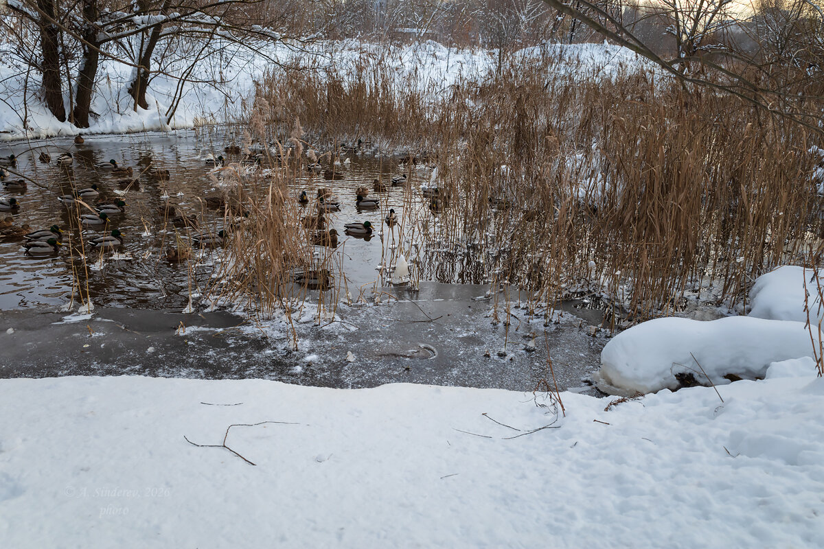 Утиная запруда зимой - Александр Синдерёв