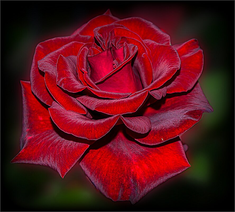 Роза из сада - Наталья ***