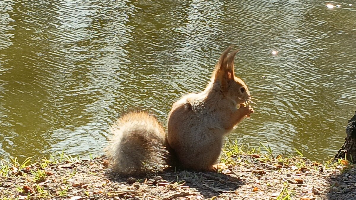 Белочка - Митя Дмитрий Митя