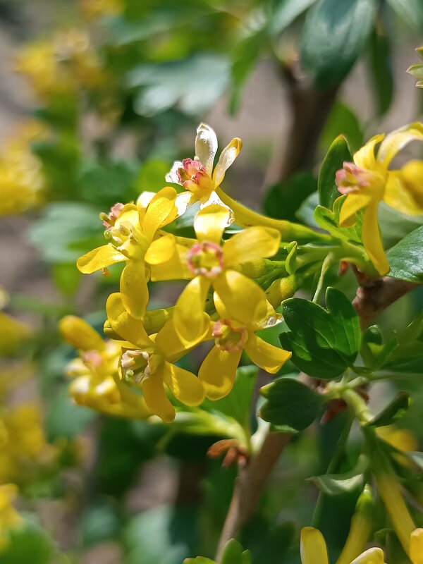 Смородина золотистая - Вячеслав Коломойцев Смородина золотистая - Вячеслав Коломойцев