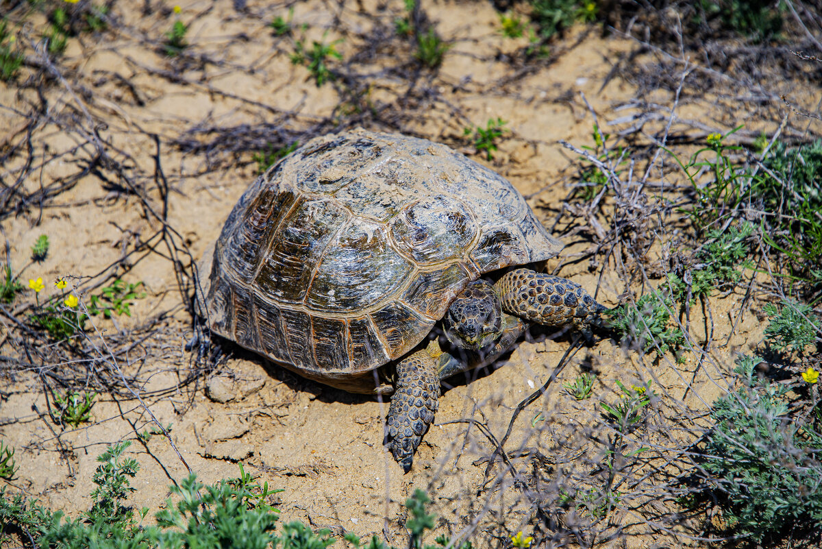 Черепаха - Анатолий Чикчирный