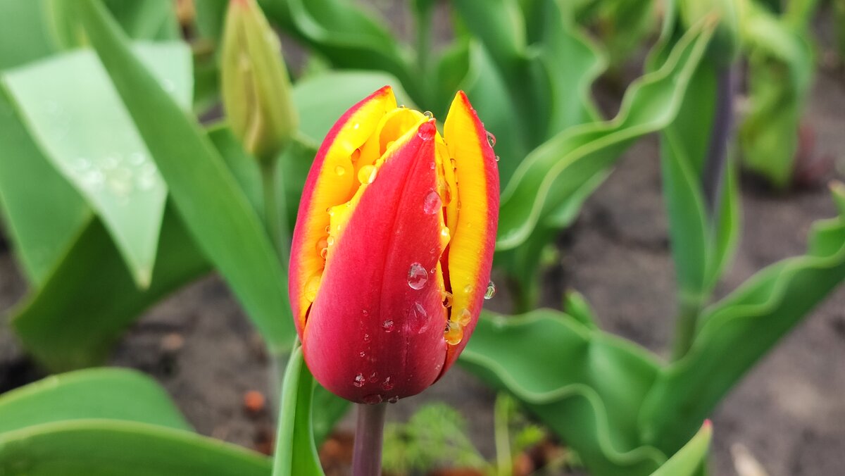 ,,, - Сергей Тимоновский