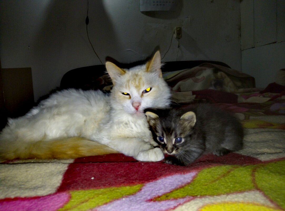 Барсик и Тимошка - Сергей Кочнев