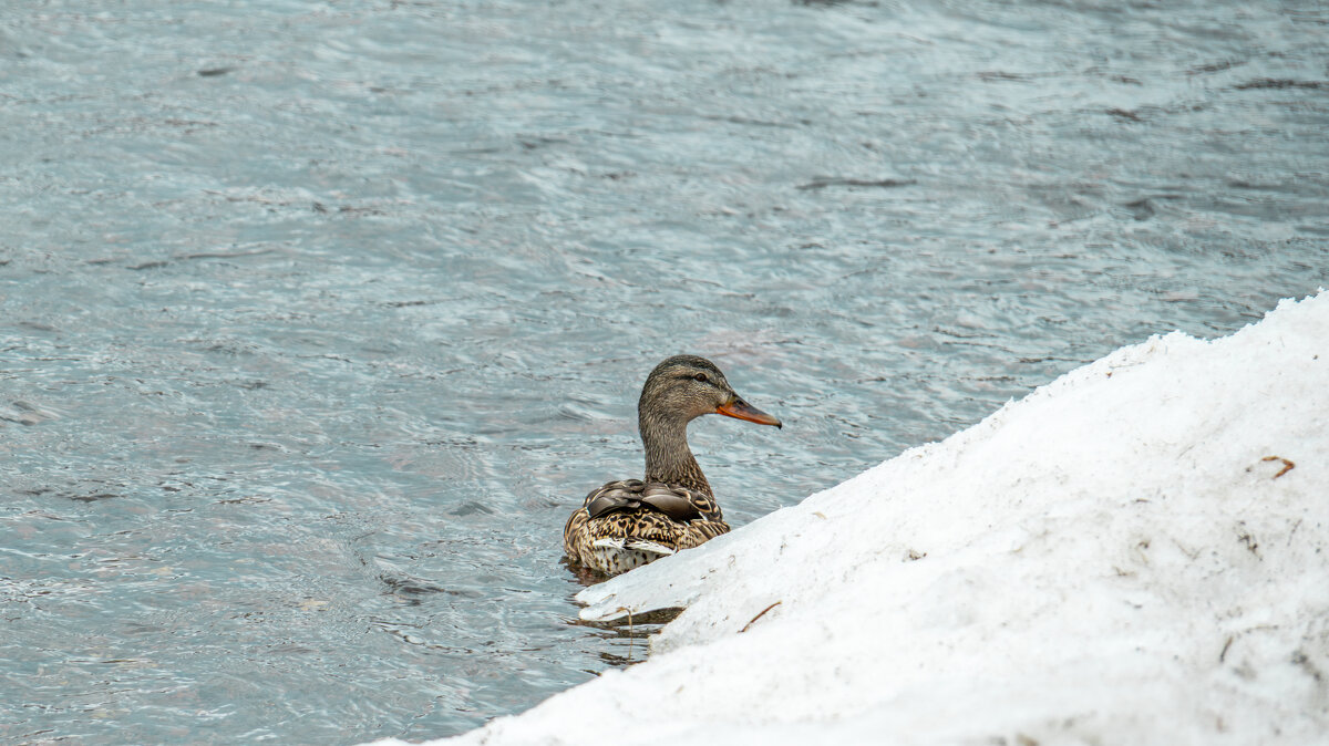 Утка в проталине - Roman Freewind Утка в проталине - Roman Freewind