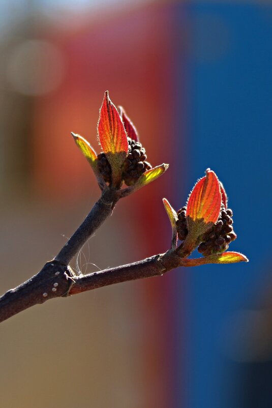 Молодые листья - Tina Kott