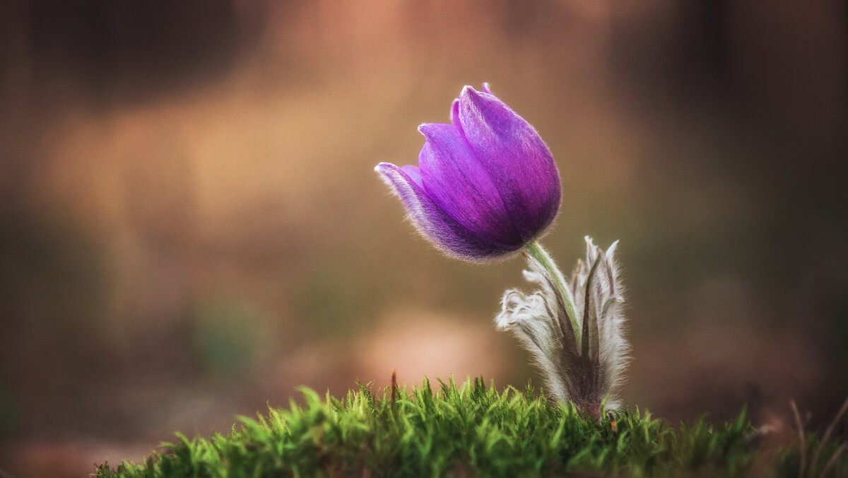 Пробуждение - Александр ...