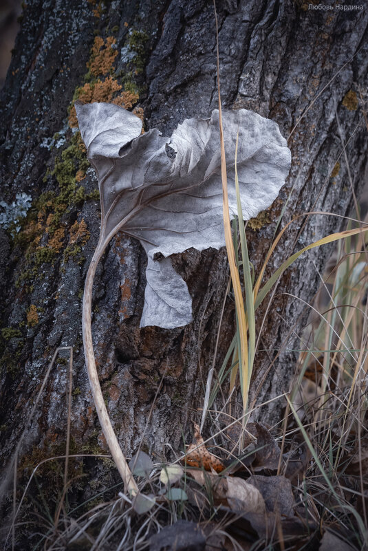 Осенний лист - Любовь Нардина