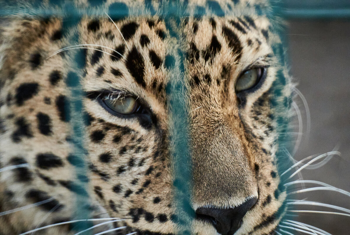 лЕОПАРД - Александр Леонов