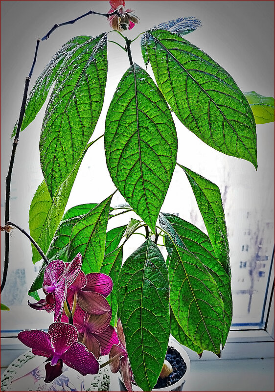 Авокадо и орхидеи на окошке... - Валентина Нефёдова Авокадо и орхидеи на окошке... - Валентина Нефёдова