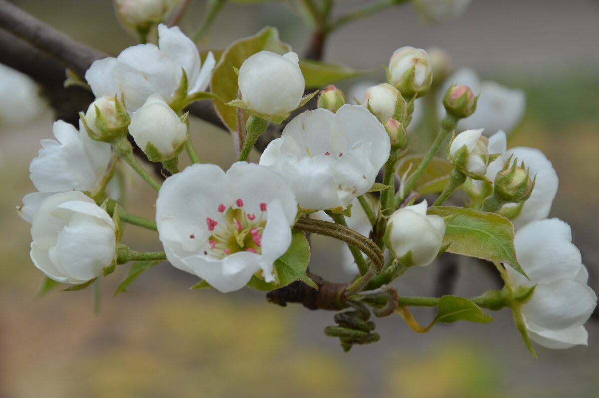 Груша - Надежда Куркина Груша - Надежда Куркина