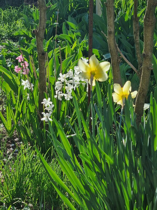 В апрельском саду - Наталья В апрельском саду - Наталья