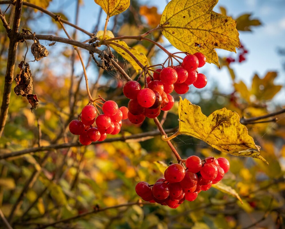Спелая калина - Лилия 