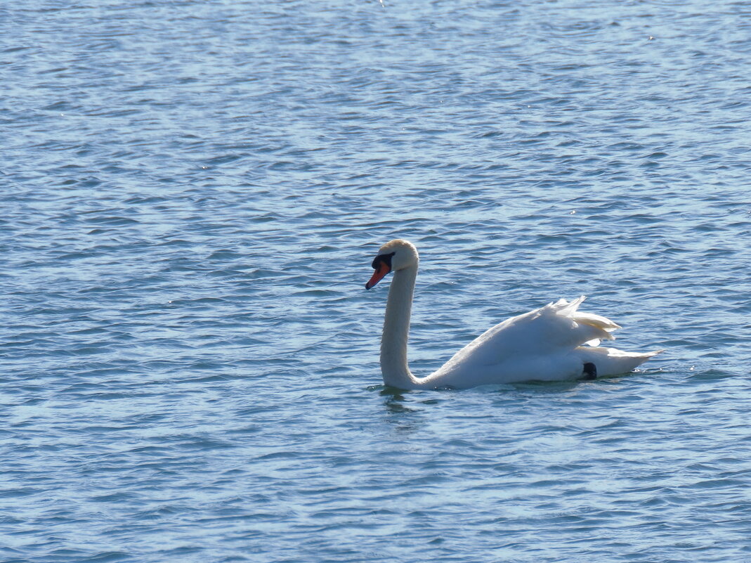 , - Николай Я