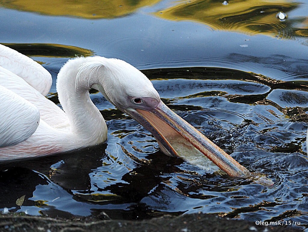 редкие птицы - Олег Лукьянов редкие птицы - Олег Лукьянов
