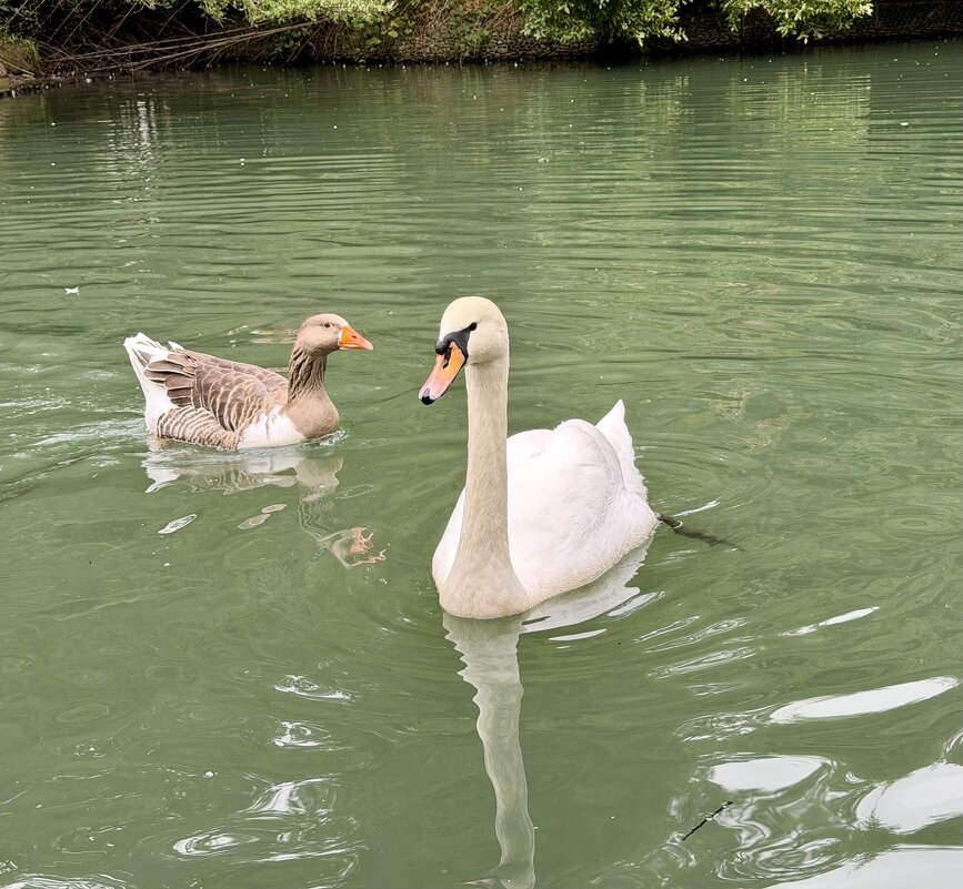 Гуси-лебеди - Pippa Гуси-лебеди - Pippa