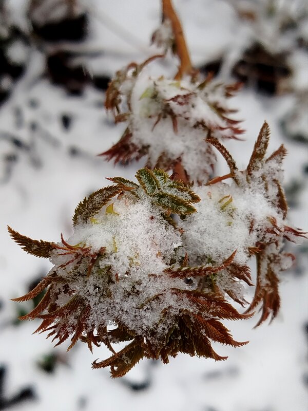 Свежие листья под снегом - светлана льдокова