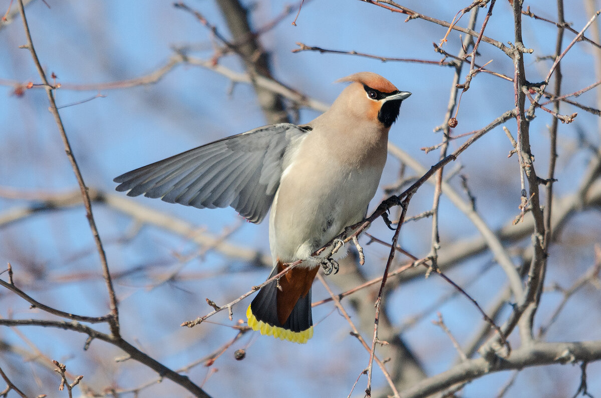 Свиристель - Виктор Иванович Чернюк