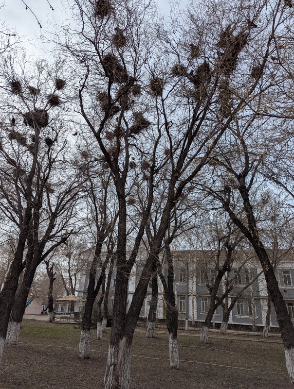 Грачевник ожил - Андрей Хлопонин