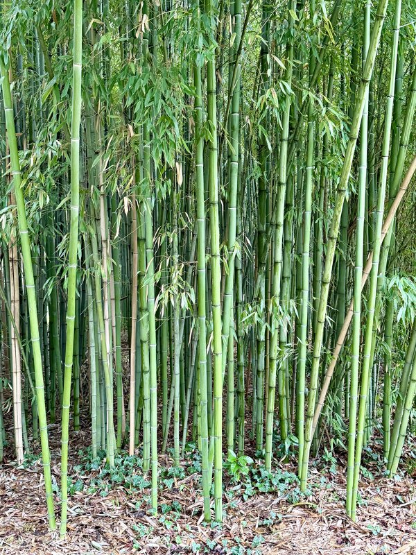 Бамбуковый лес - Pippa 