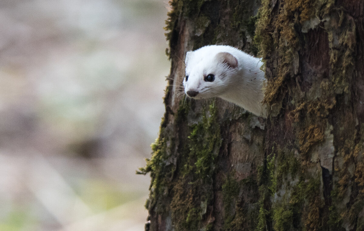 Игра в прятки. - Владимир Безбородов