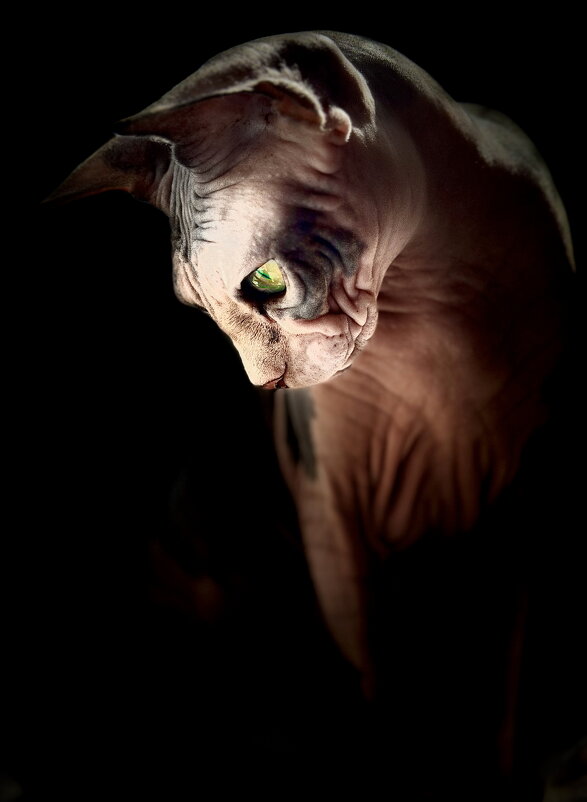 Тая - Андрей Зайцев