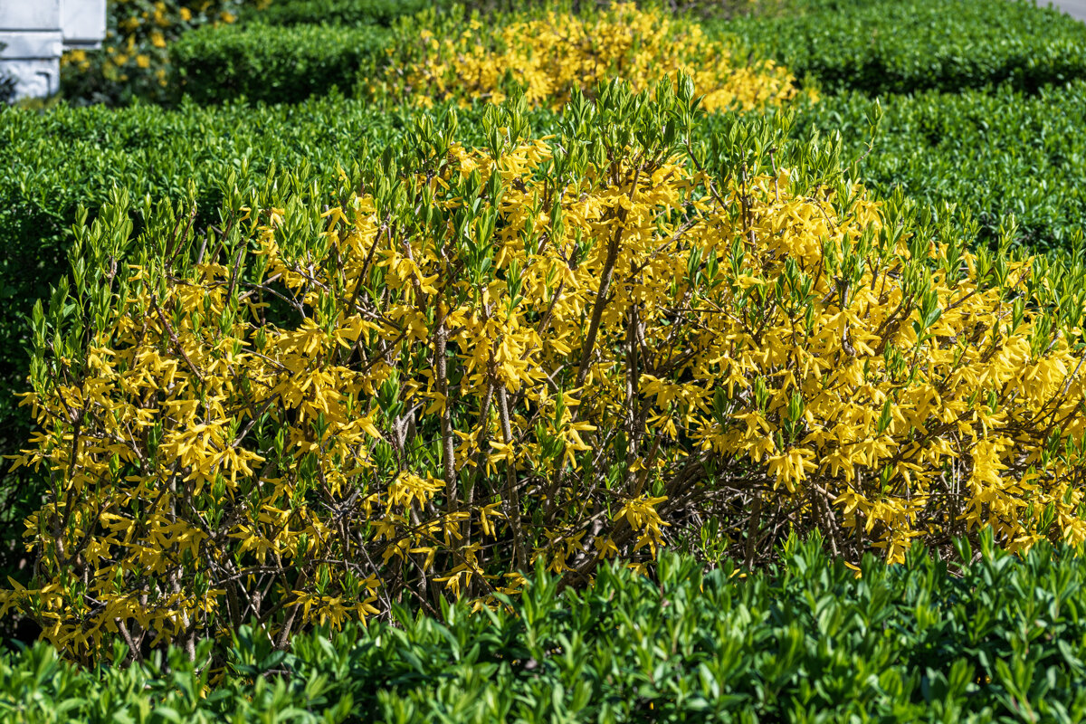 Форзиция - Игорь Сикорский