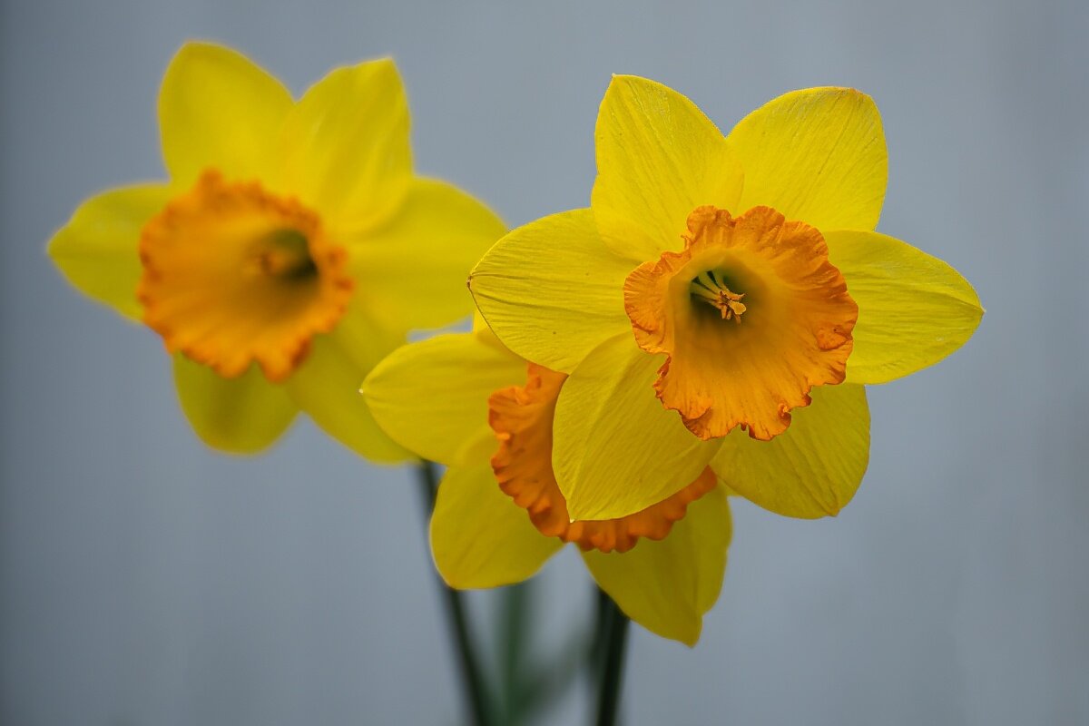 Нарциссы - Игорь Сикорский