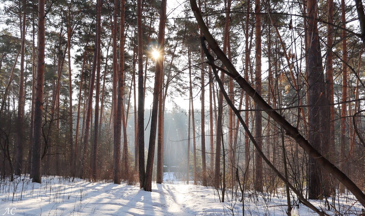 В весеннем бору - Любовь Сахарова