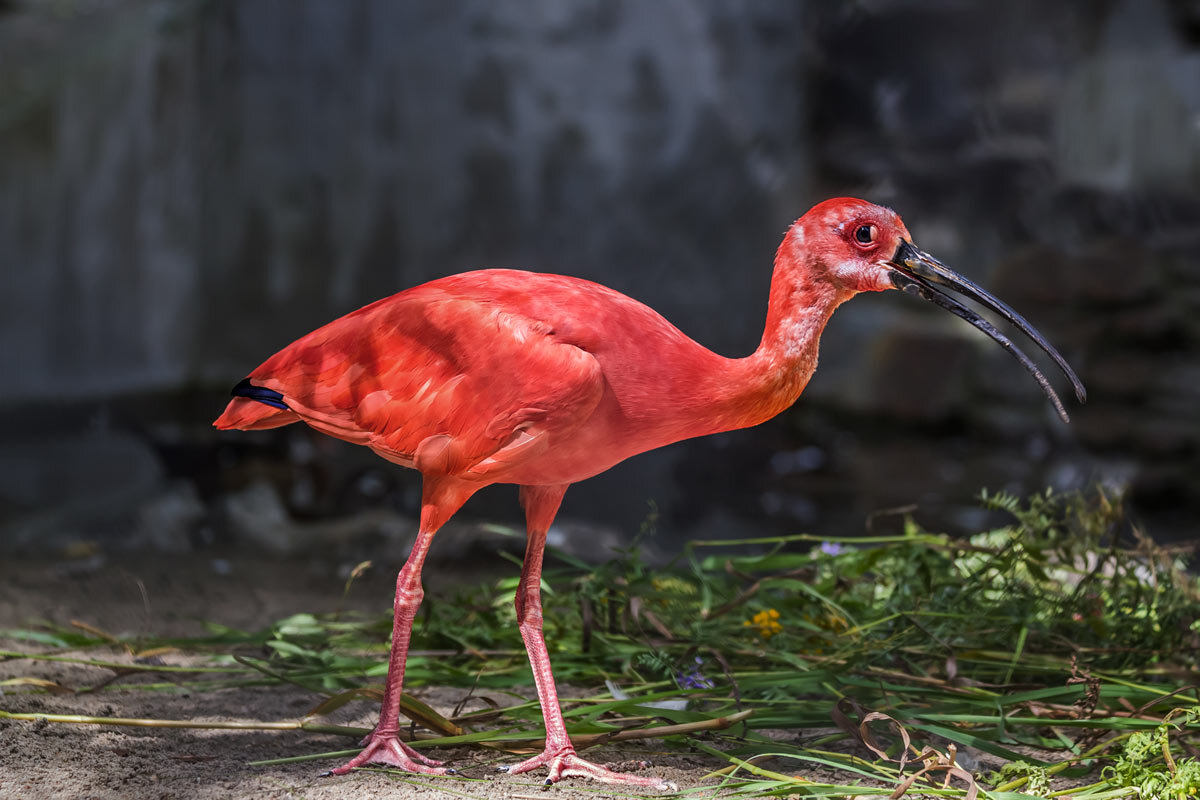 Ибис алый - SanSan 