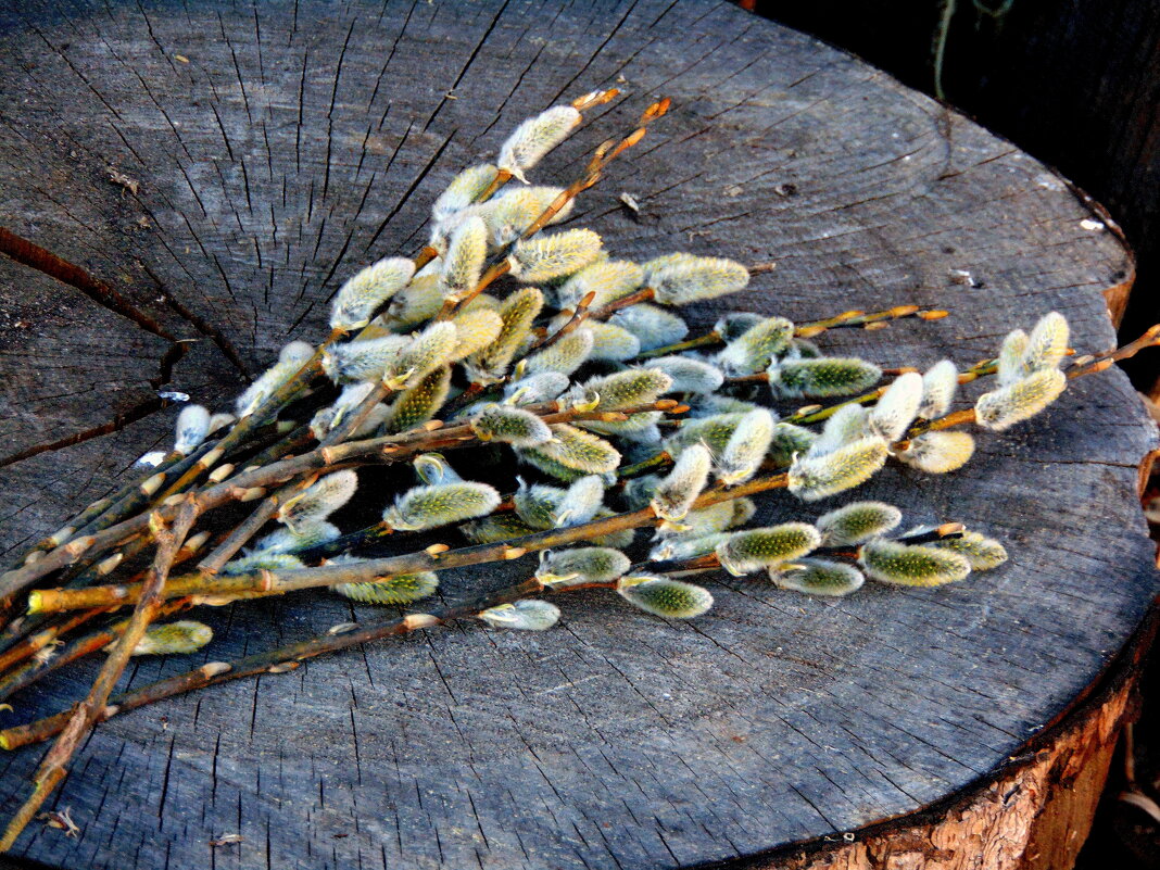 Про вербу. - nadyasilyuk Вознюк