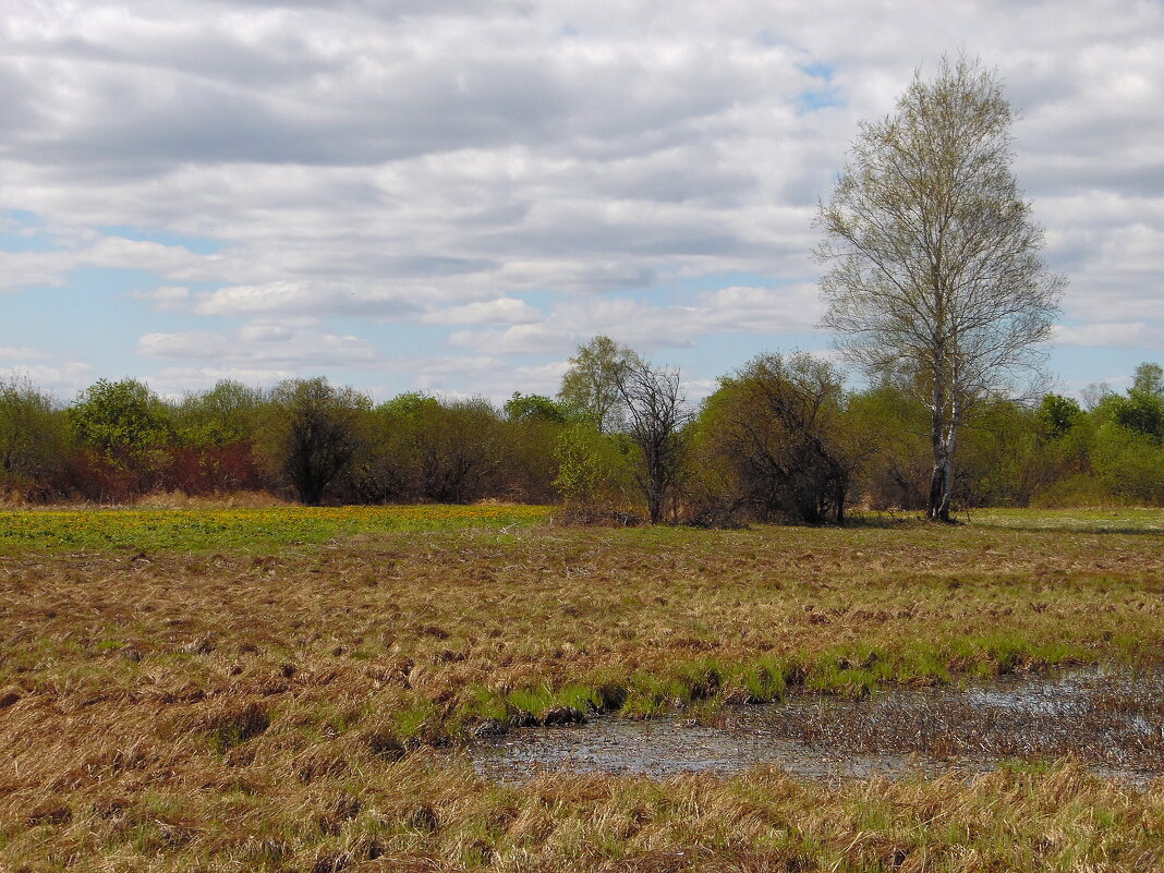 Весна. - nadyasilyuk Вознюк