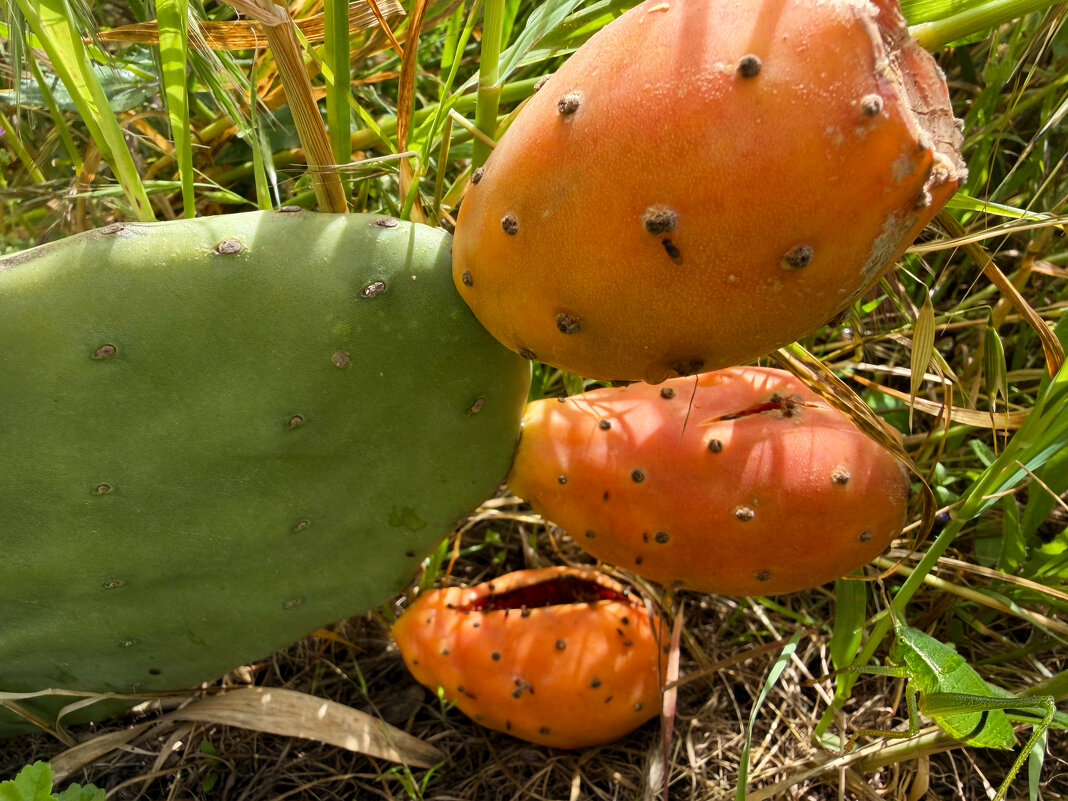 Кактусы в природе - Александр Деревяшкин Кактусы в природе - Александр Деревяшкин