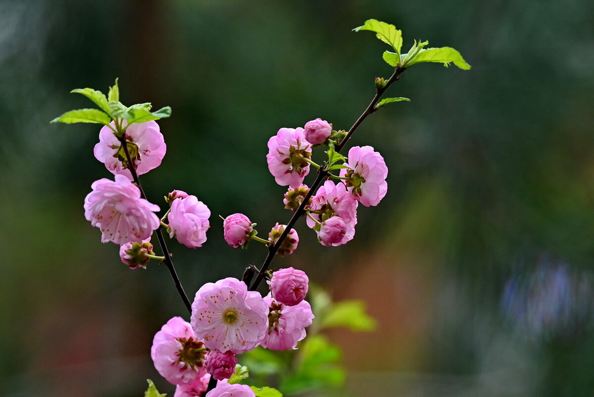 Как у дома моего... - Николай Саржанов