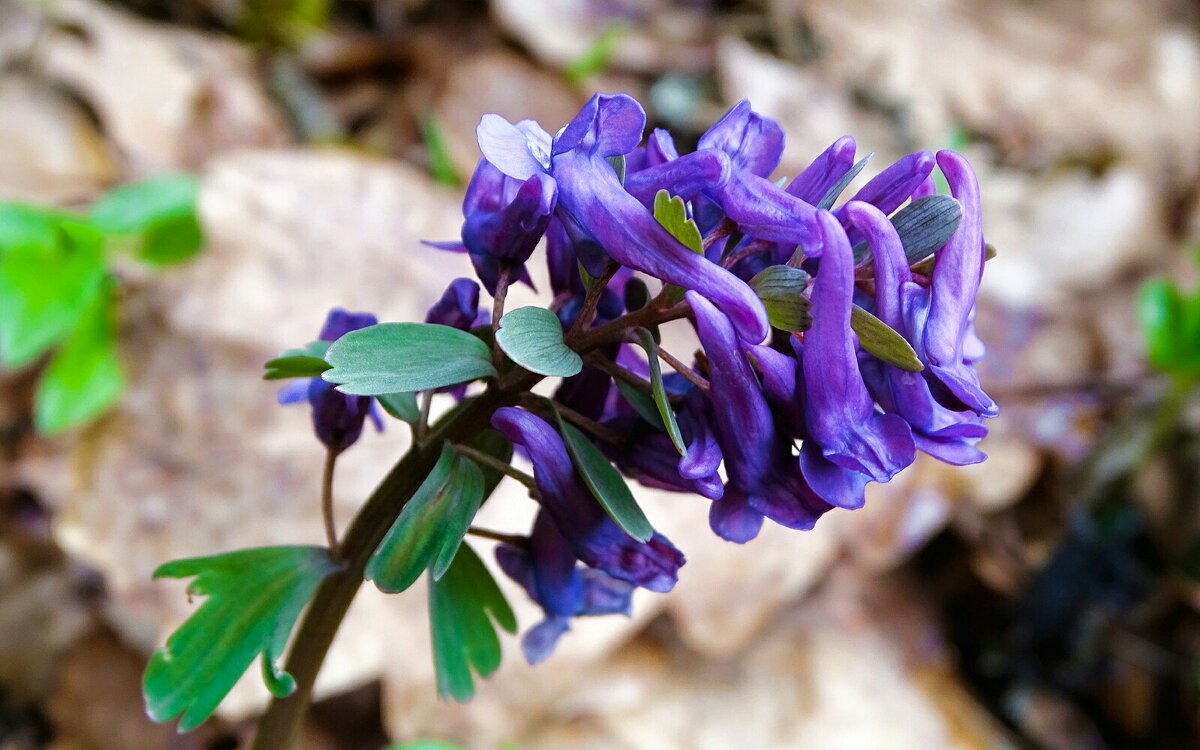 Весенние цветы - хохлатка. - Милешкин Владимир Алексеевич 
