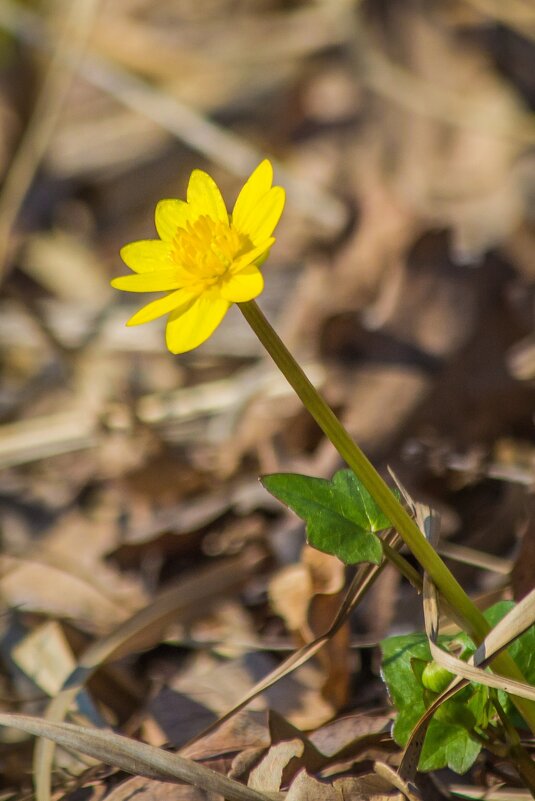 Весенняя красота ... - Ravile 