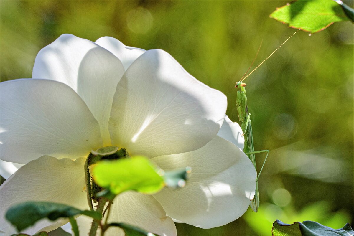 * - Осень * - Осень