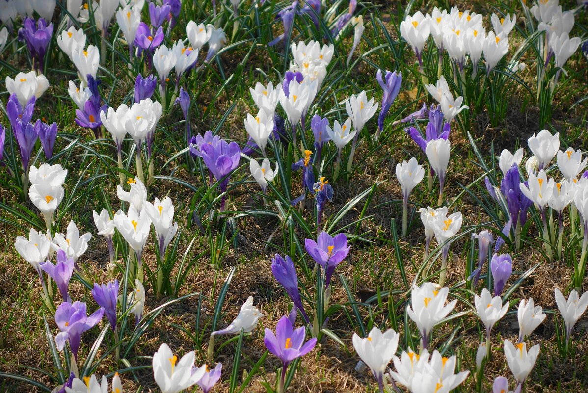 Крокус - Рита Симонова Крокус - Рита Симонова