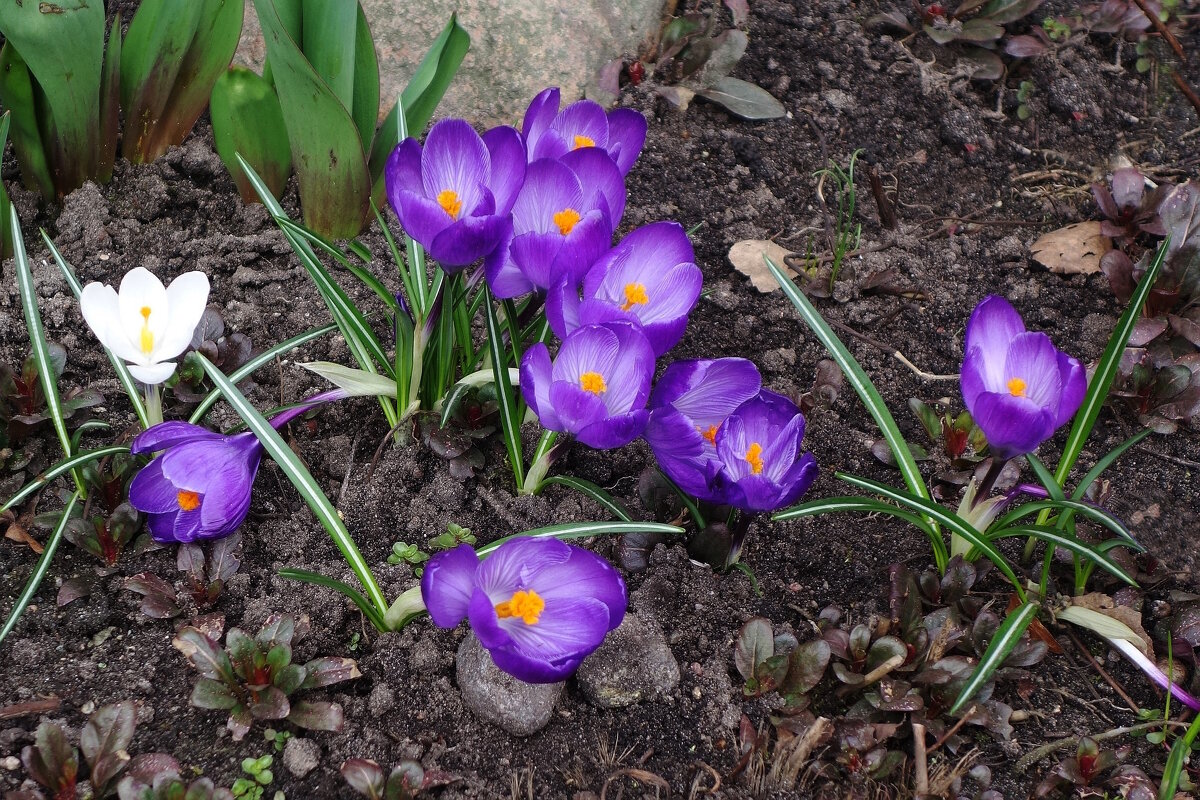 Крокус - Рита Симонова Крокус - Рита Симонова