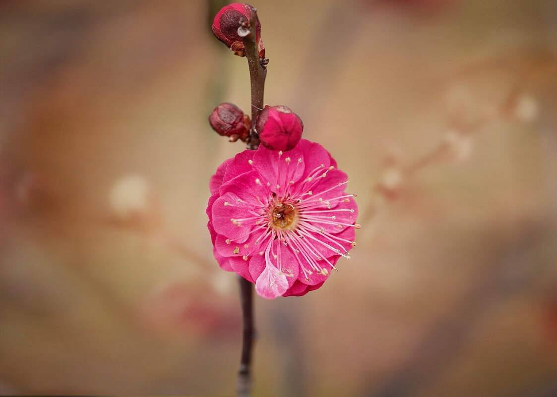 абрикос - Лилия .