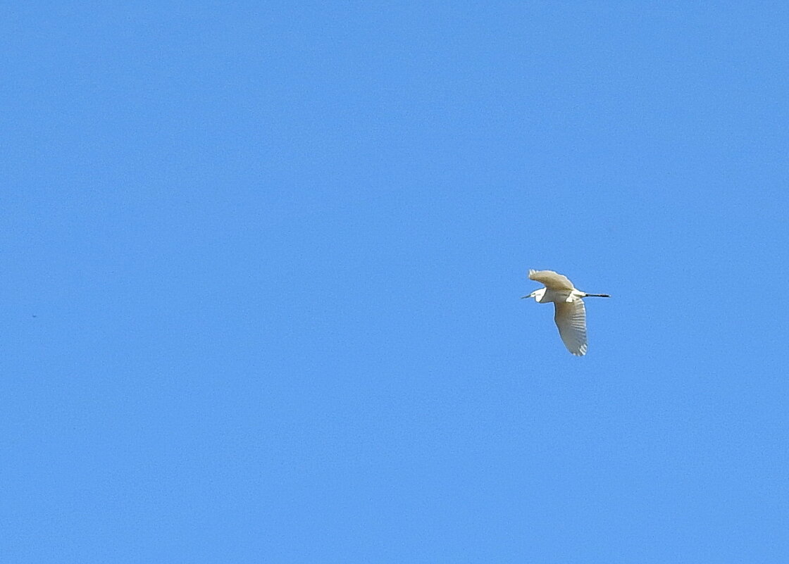 весенние зарисовки - ИННА ПОРОХОВА