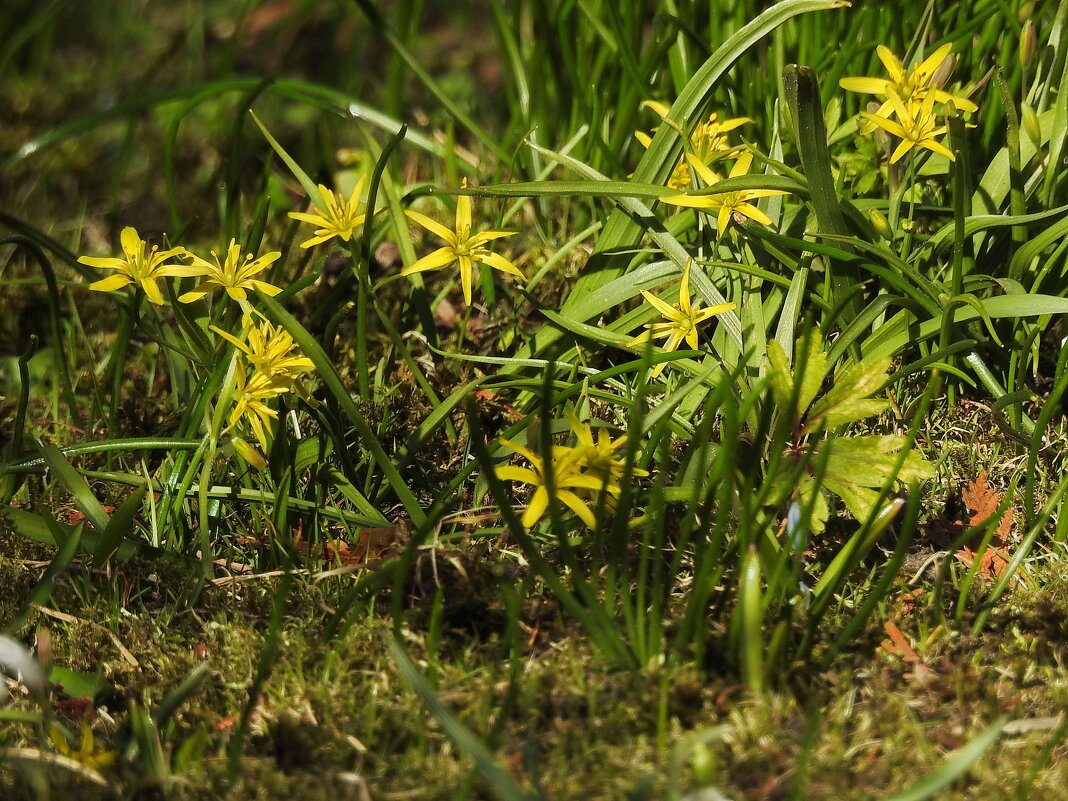 весенние зарисовки - ИННА ПОРОХОВА