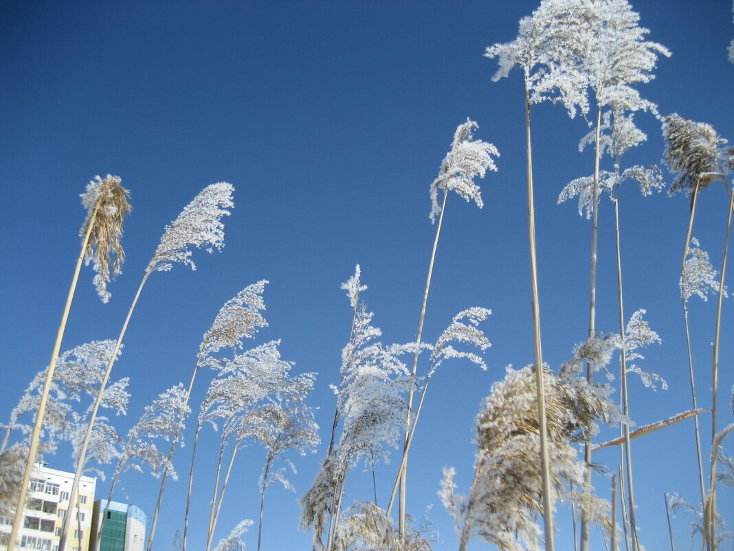 Утренний иней - Anna Ivanova